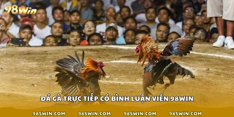 đá gà trực tiếp có bình luận viên